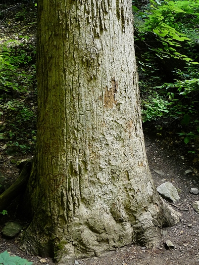 {Liriodendron tulipifera}